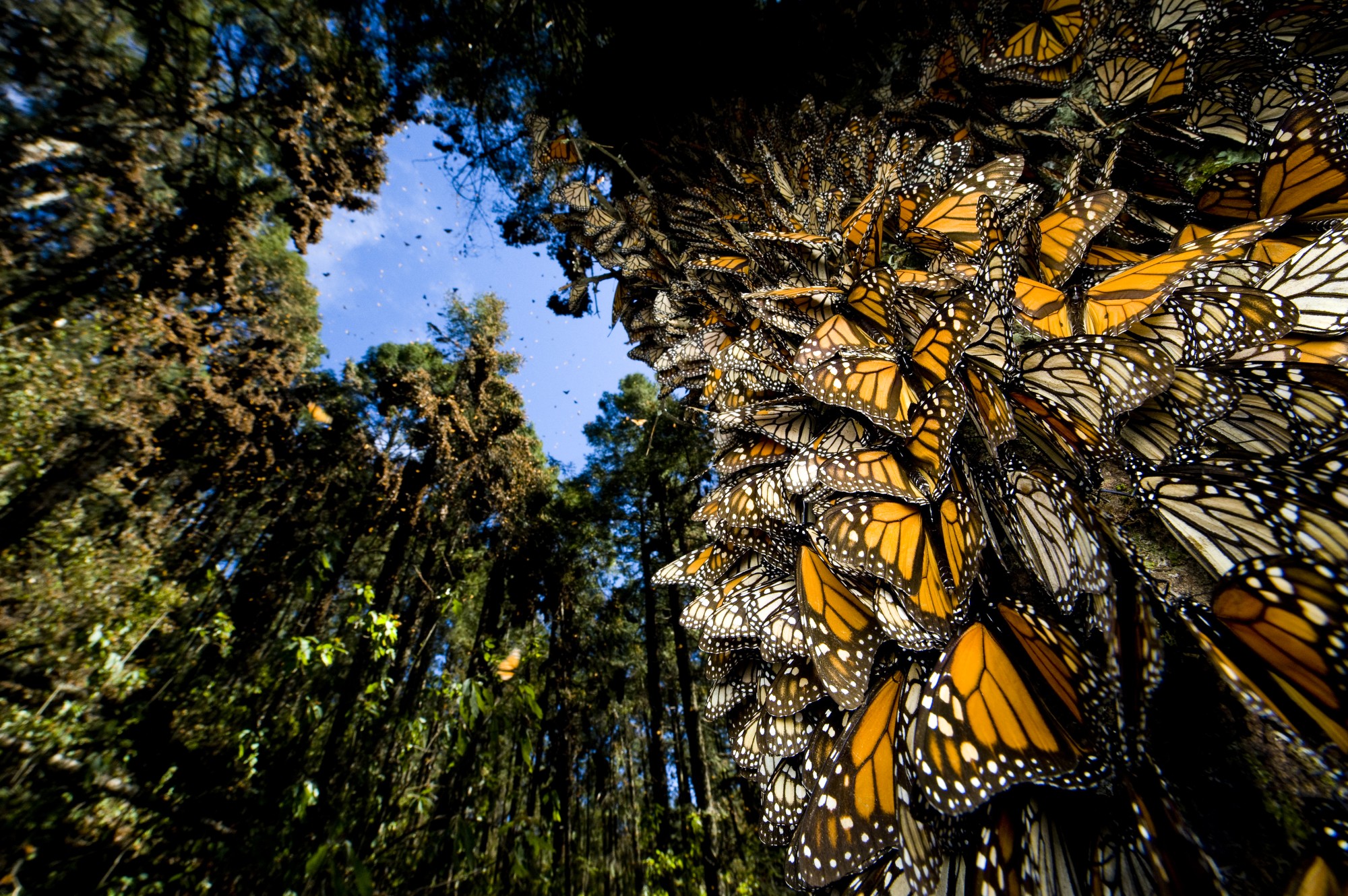 monarch butterflies
